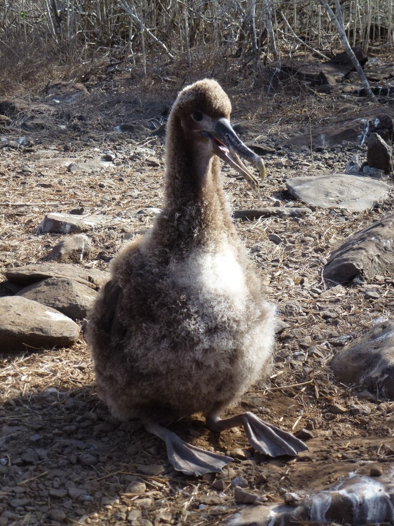 Bébé Albatros - Española