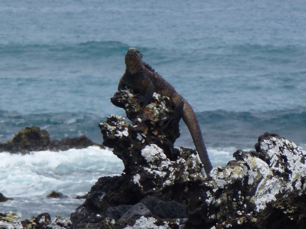 Iguane marin - Las Tintoreras