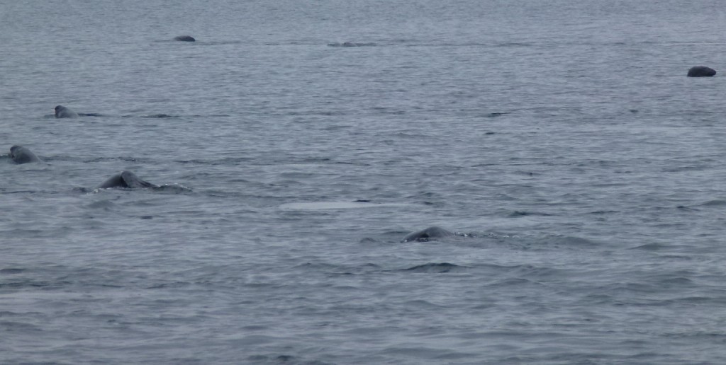 Baleines de Tadoussac