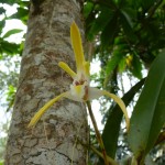 Jardin des orchidées à Puyo