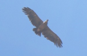 Condor, Cruz del Condor