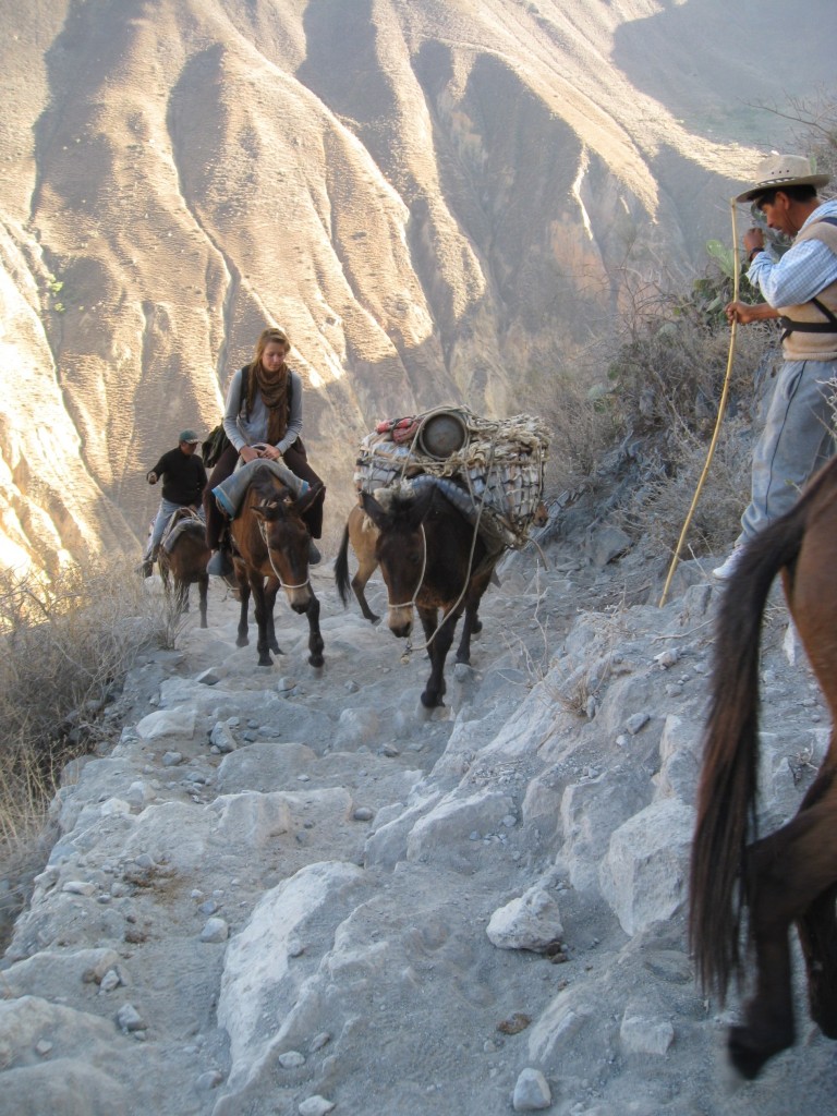 Mules - Canyon del Colca - Pérou