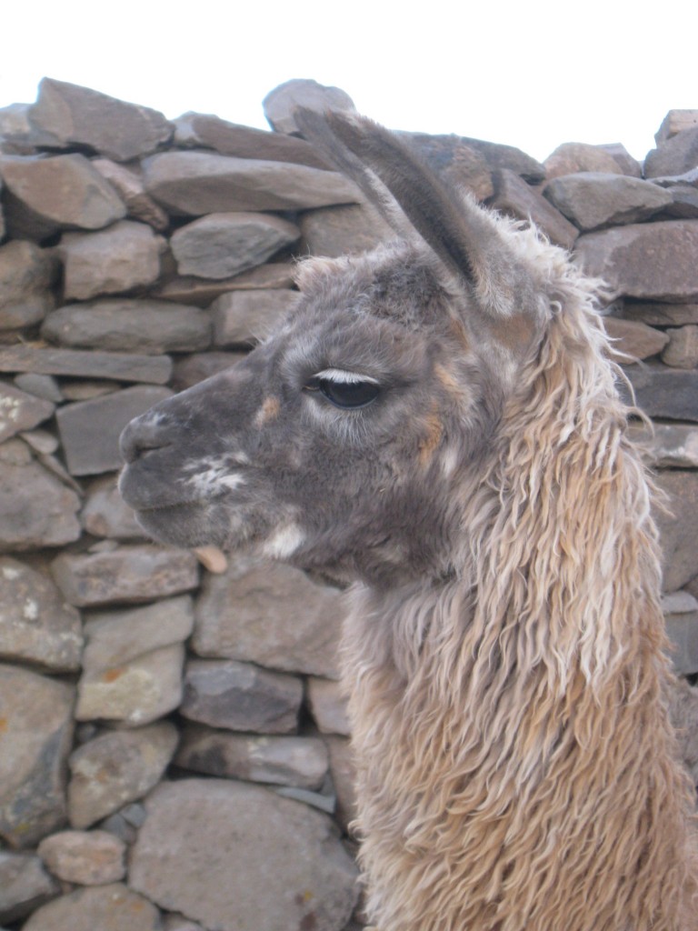 Lama - Sillustani - Pérou