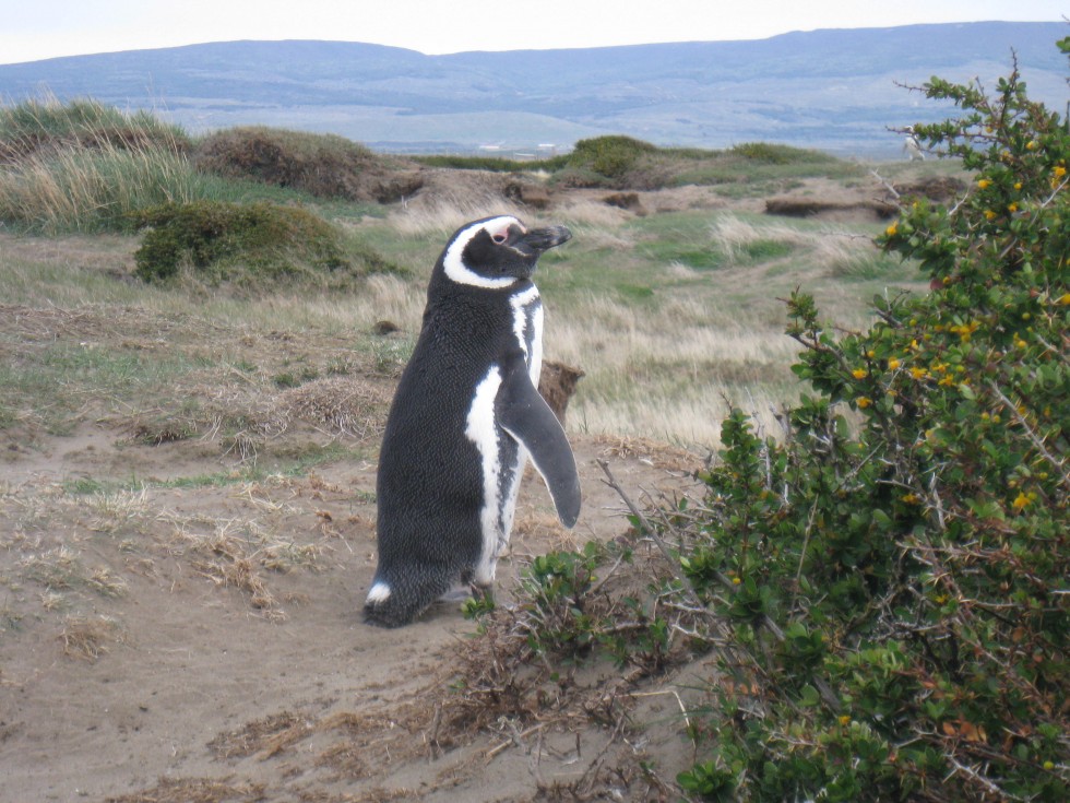 Pingouins de Magellan, Punta Arenas - Chili