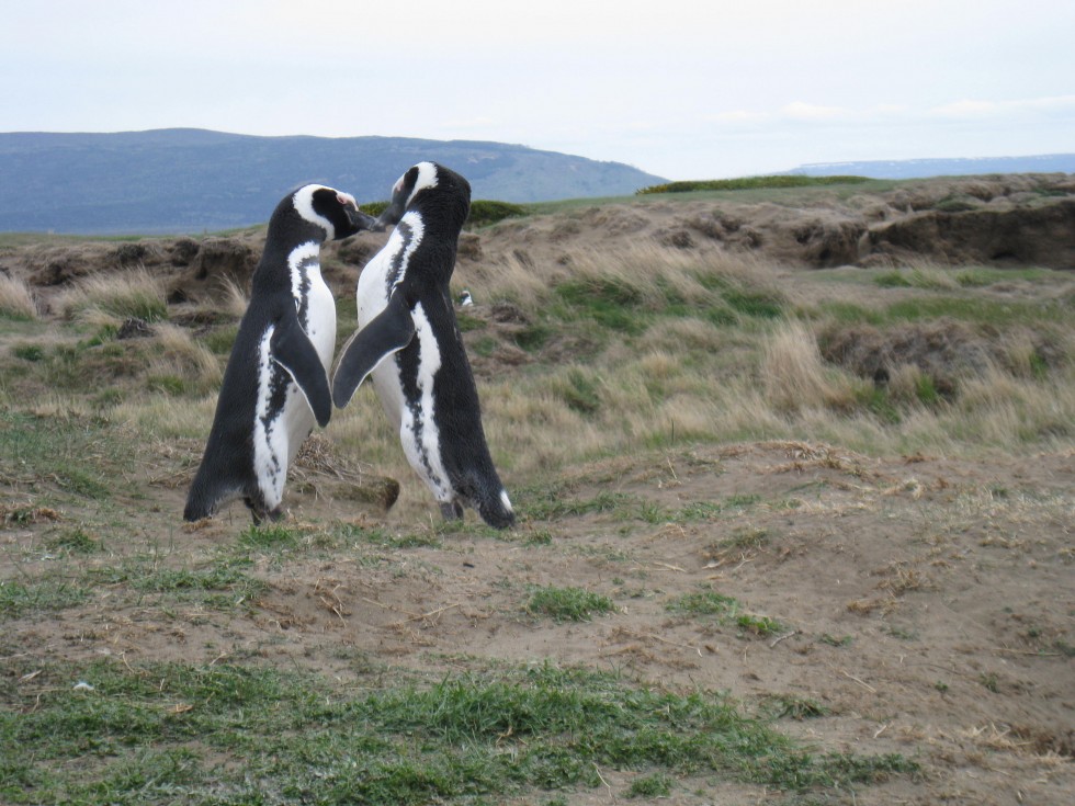 Pingouins de Magellan, Punta Arenas - Chili