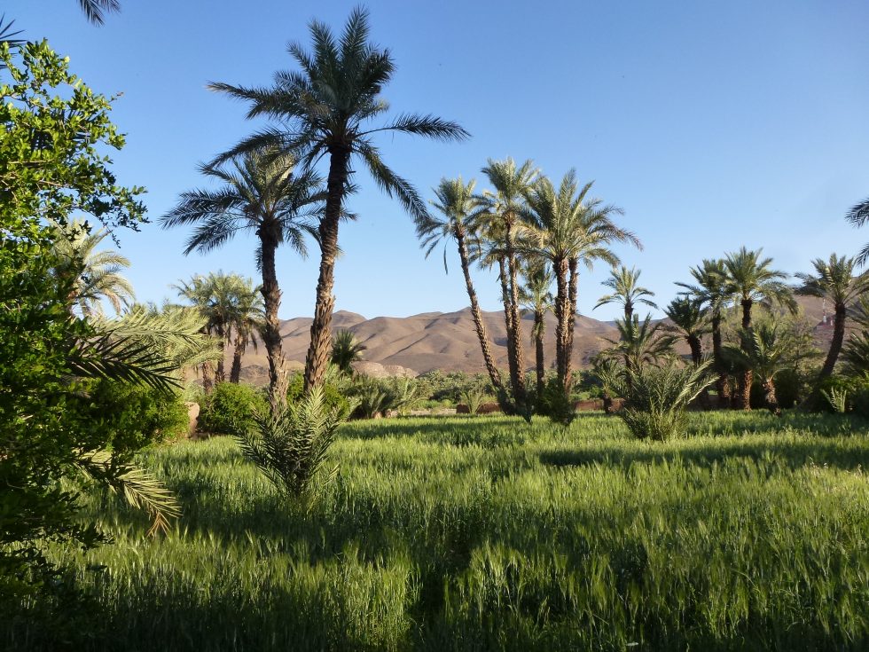 Tamnougalt vallée de Drâa Maroc