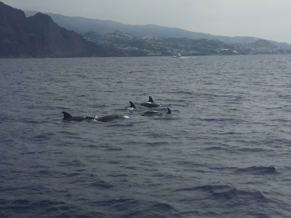Funchal - Observation des dauphins