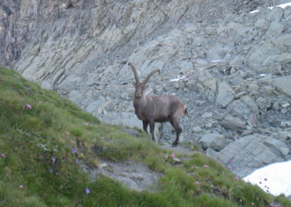Du refuge Vallanta à L’Echalp