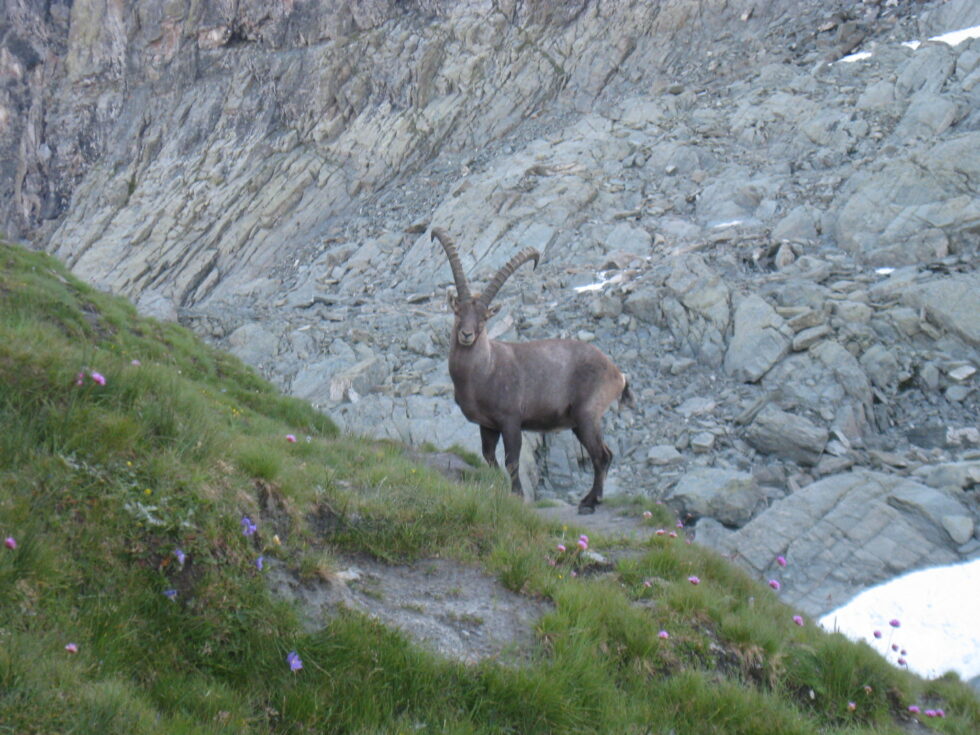 Bouquetin col Vallanta