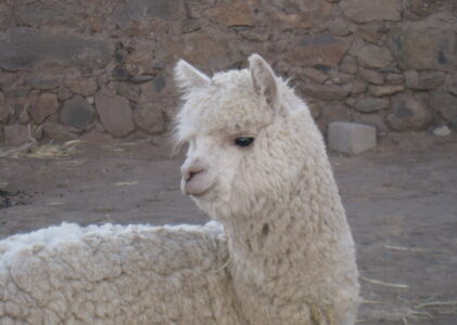 Drôles de camélidés