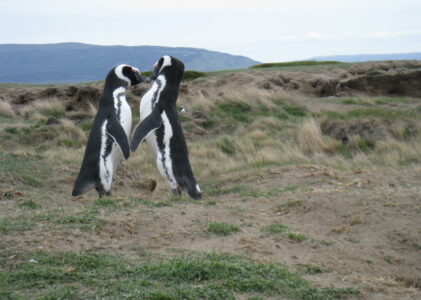 Les petits pingouins de Magellan