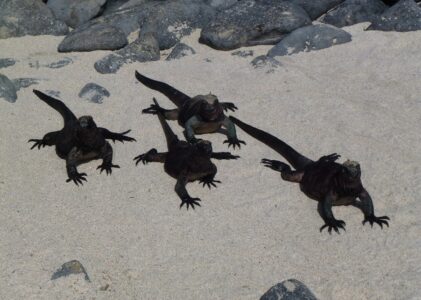 Española, c’est « fou »