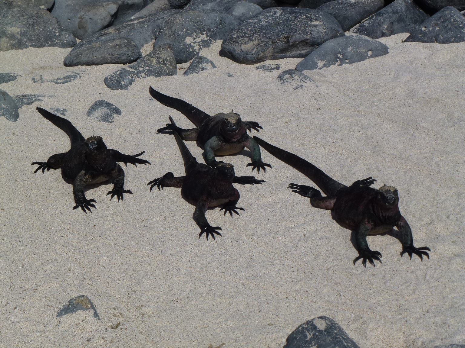 Española, c’est « fou »