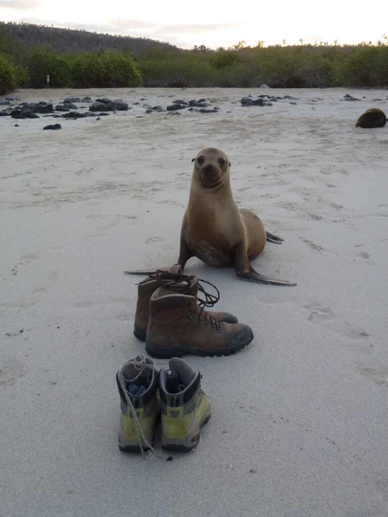 Lion de mer Galapagos, Equateur
