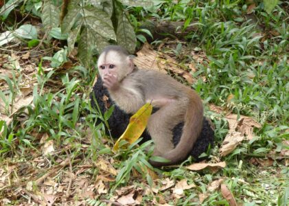 Puyo, porte de l’Amazonie