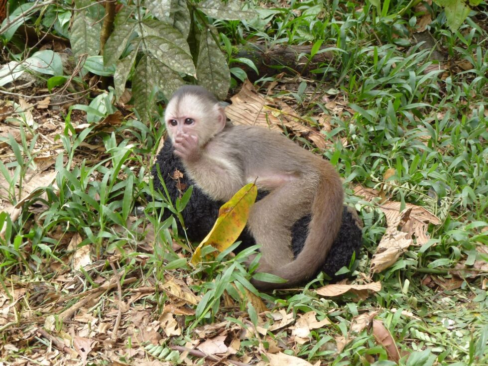 Paseo Los Monos, Puyo, Equateur