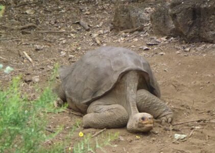 Tortue, montre-toi !