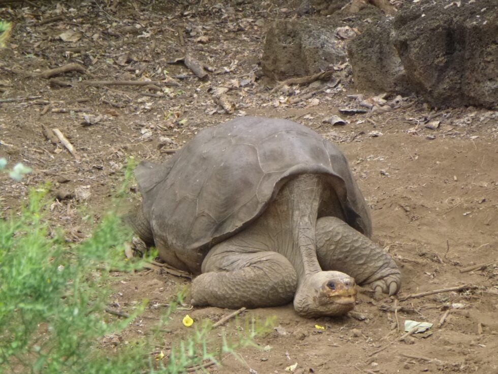 Tortue, Galapagos, Equateur