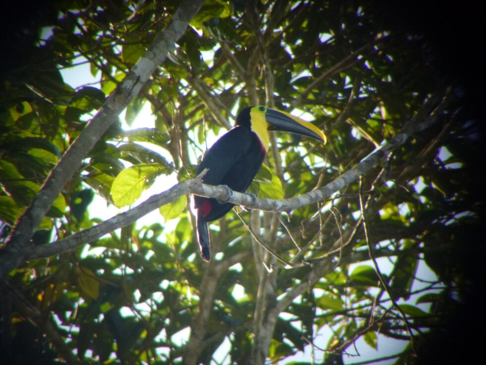 Toucan, Mindo, Equateur