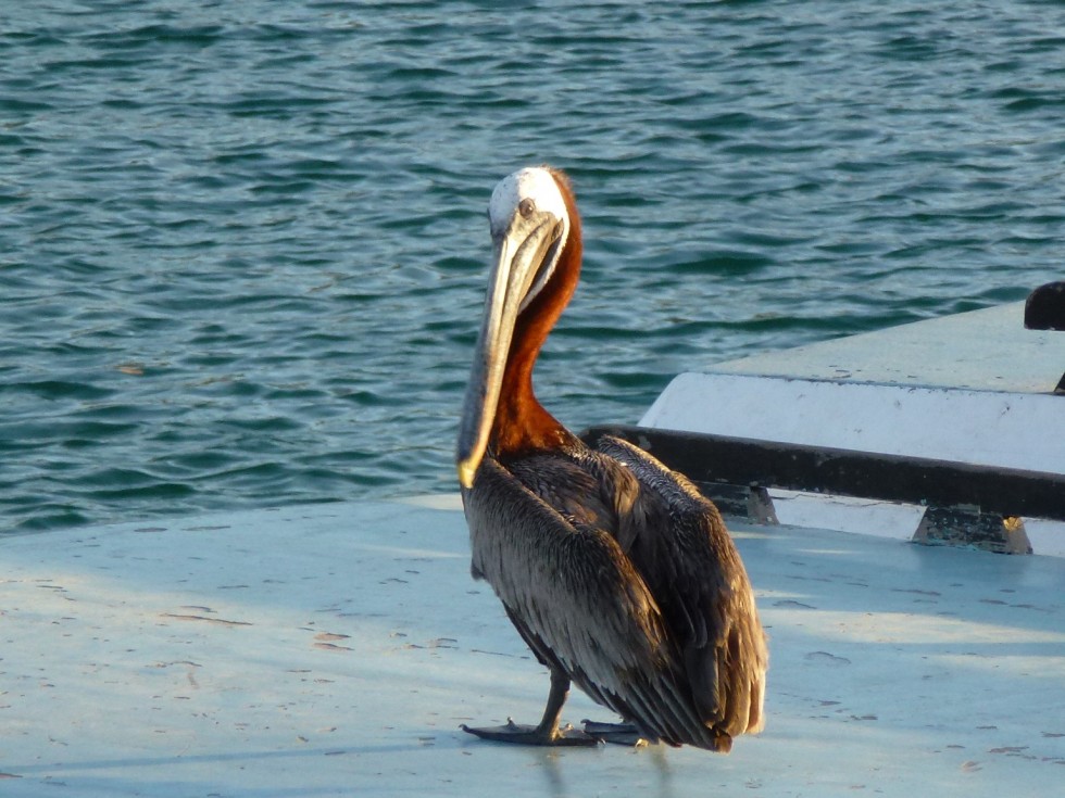 Pelican - Santa Cruz