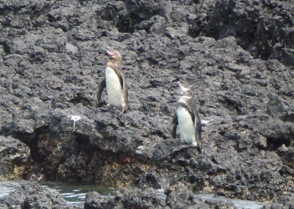 Pingouins des Galapagos