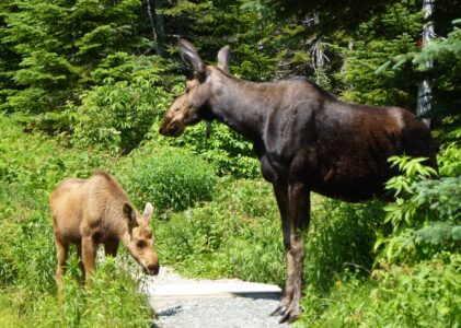 Un orignal peut en cacher un autre