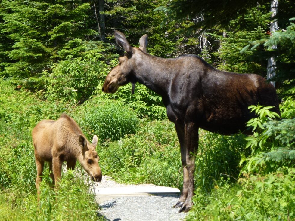 Orignal, Mont Ernest-Laforce, Québec, Canada