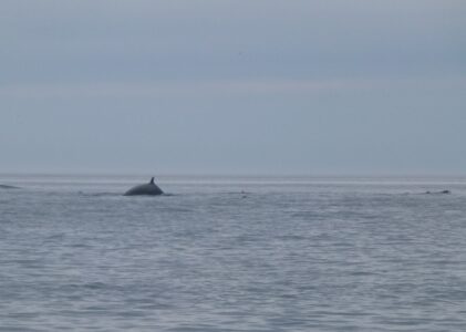 Des baleines, des baleines !