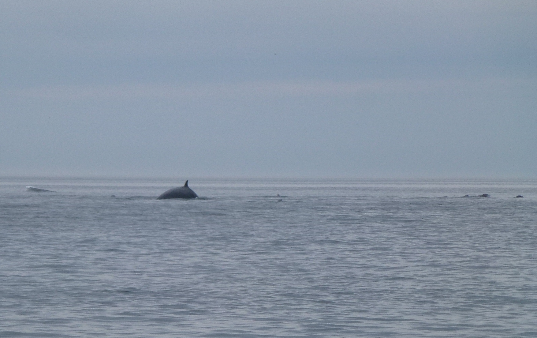 Des baleines, des baleines !