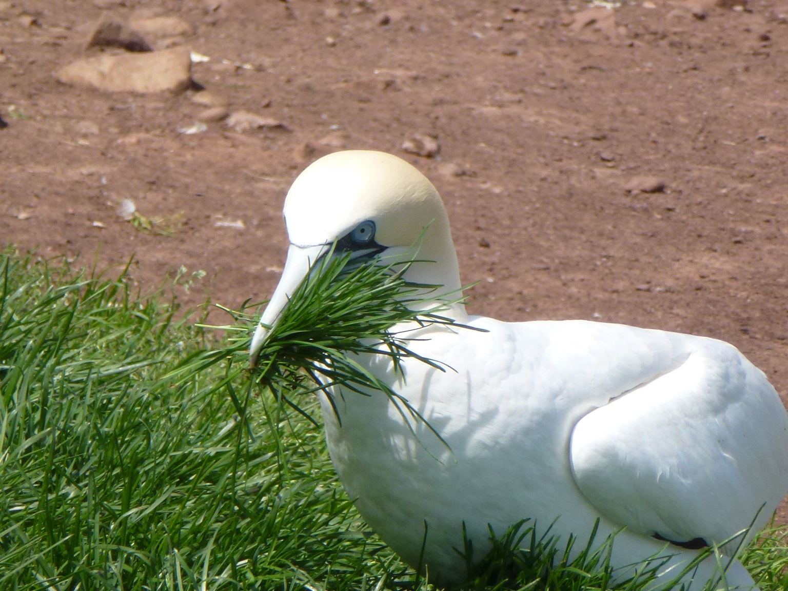 Au milieu des fous !