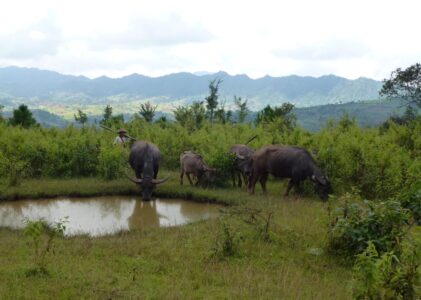 A travers les villages du lac Inle