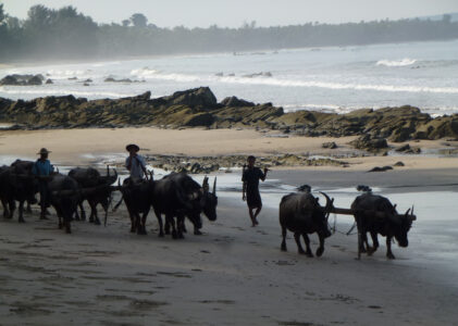 Traditionnel bain du 1er novembre à Ngapali