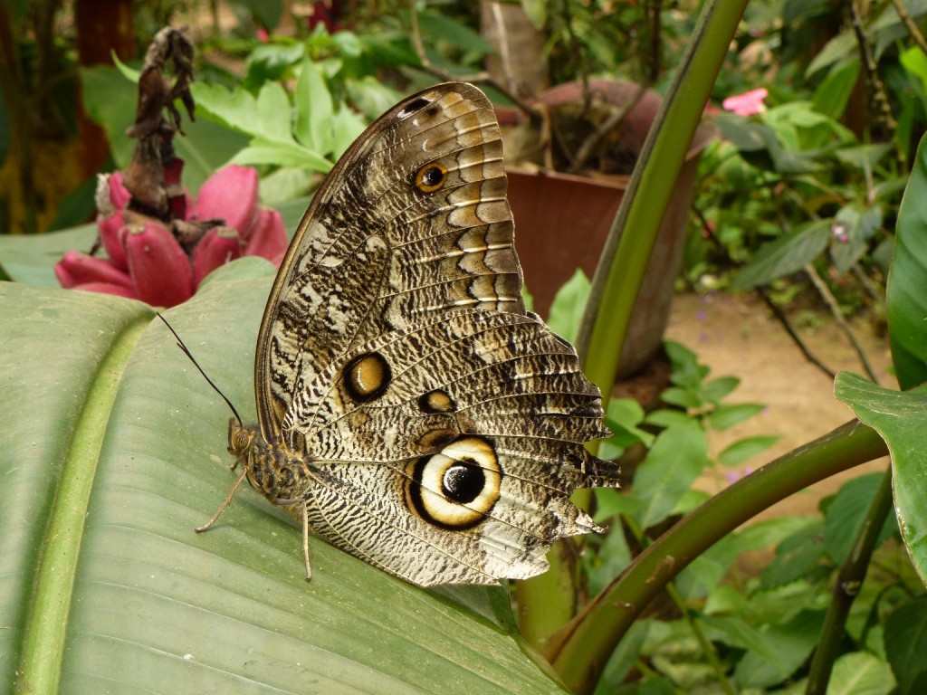Papillon de Mindo
