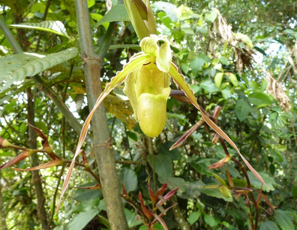 Jardin des orchidées à Puyo