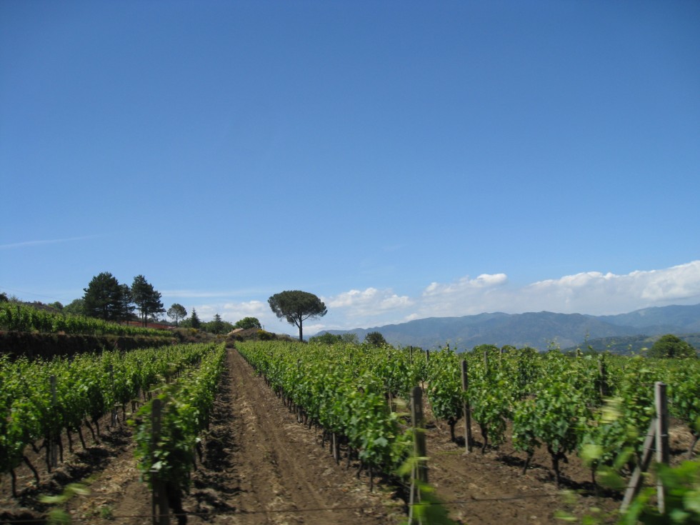 Vignes de l'Etna - Sicile