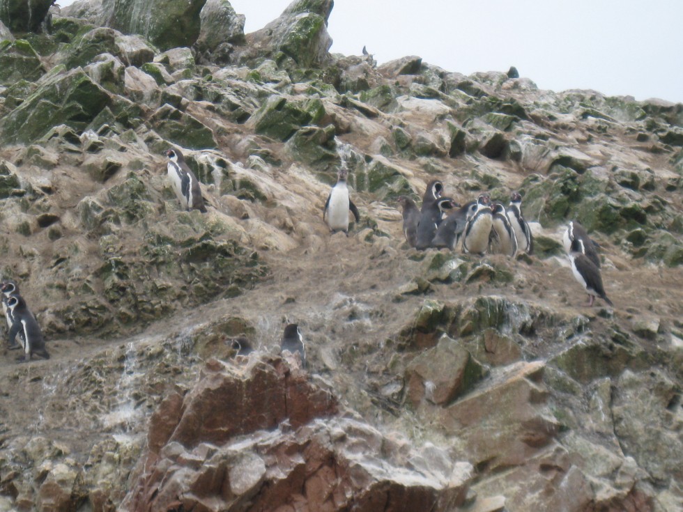 Pingouins - Islas Ballestas