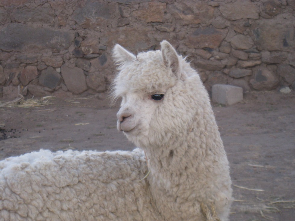 Lama - Sillustani - Pérou