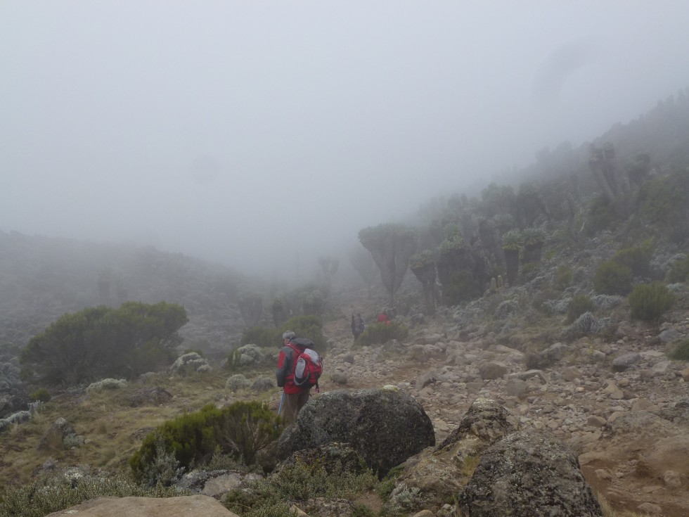 Brume et séneçons avant l'arrivée à Barranco Hut (3940m)