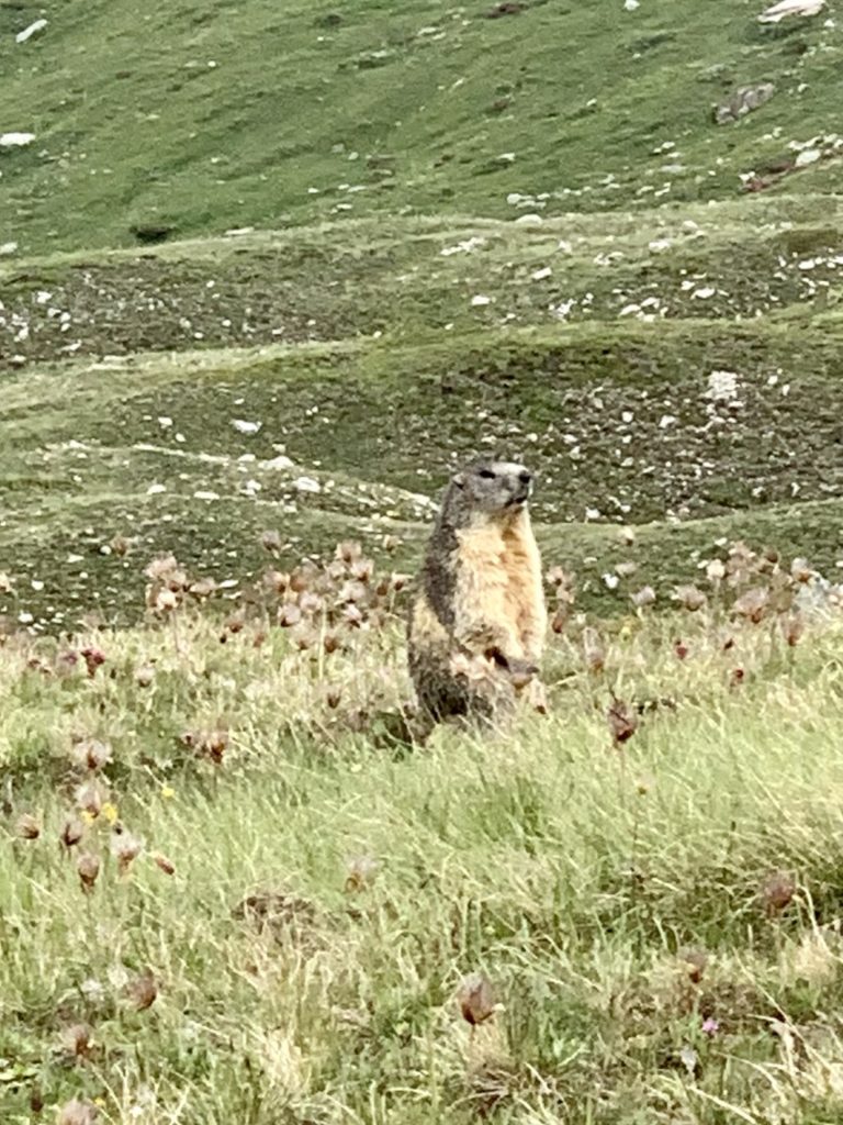 Marmotte, Plan du Lac, Termignon, Haute-Maurienne, Alpes, France