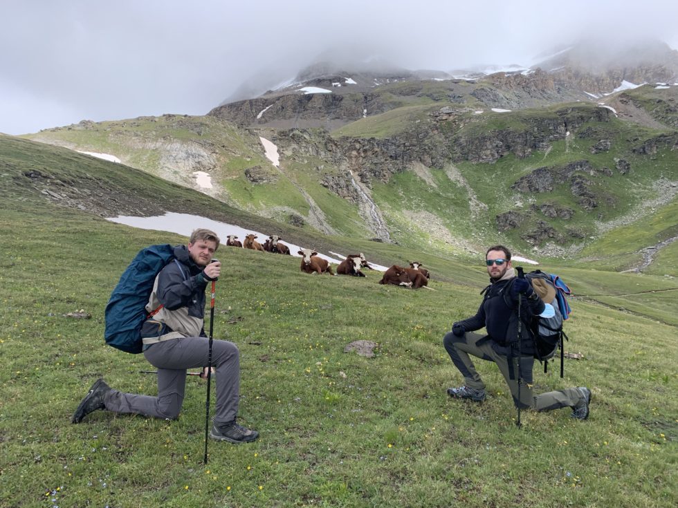 Vaches, refuge du Carro, Haute-Maurienne, Alpes, France