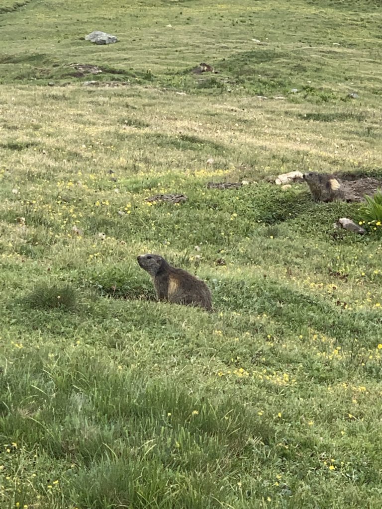 Marmottes, refuge du Carro, Haute-Maurienne, Alpes, France