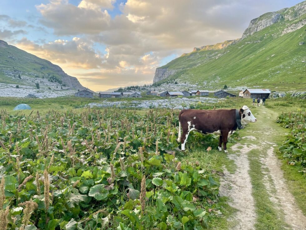 Vache, refuge de Sales, Fiz, Alpes, France