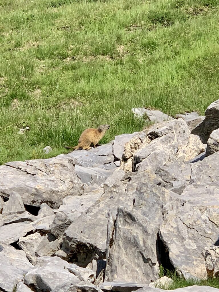 Marmotte, Col d'Anterne, refuge Alfred Wills, Fiz, Alpes, France