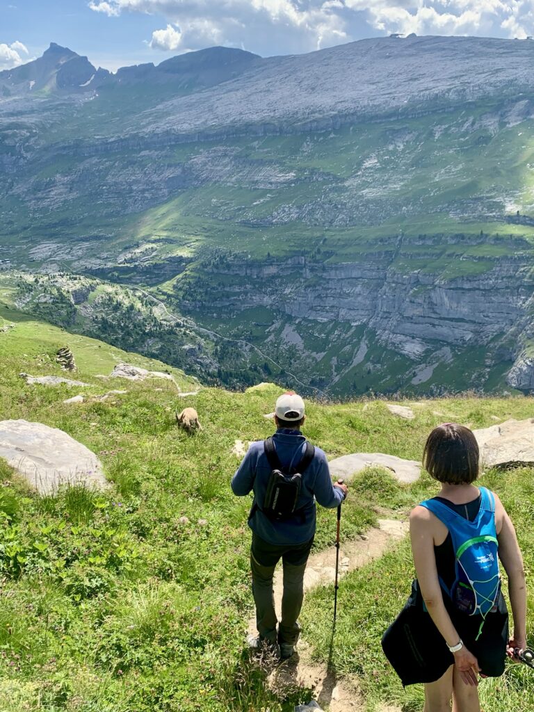 Bouquetin, Pointe de Sales, Fiz, Alpes, France