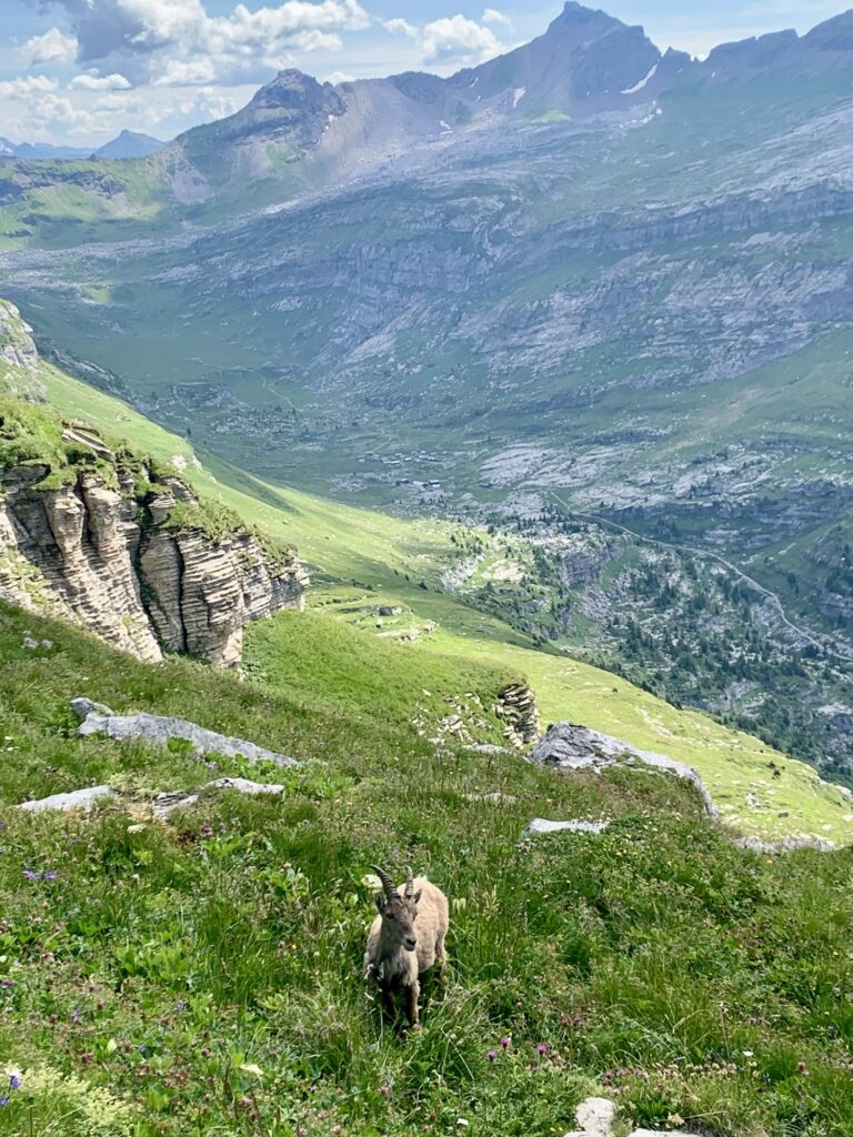 Bouquetin, Pointe de Sales, Fiz, Alpes, France