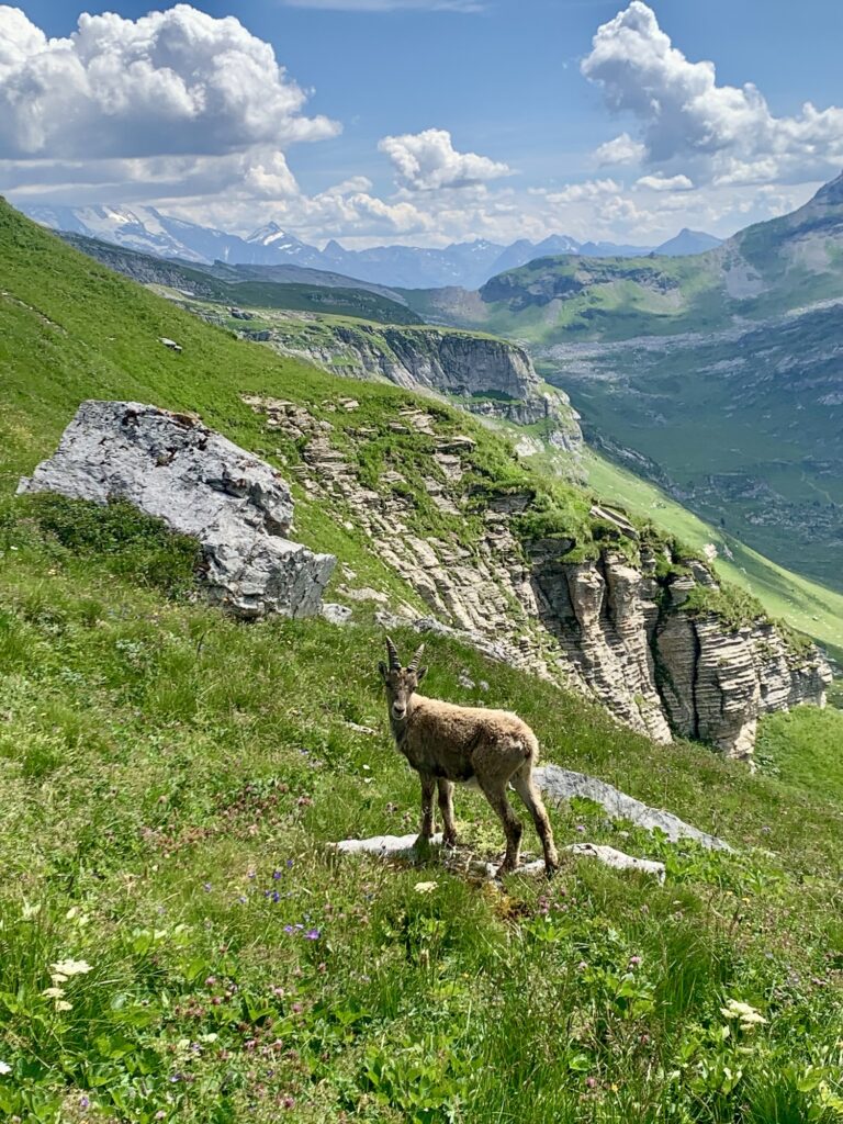 Bouquetin, Pointe de Sales, Fiz, Alpes, France