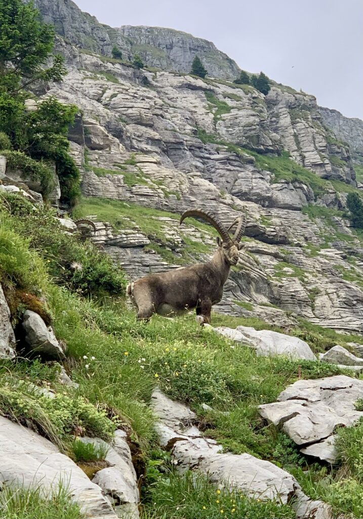 Bouquetin, Fiz, Alpes, France