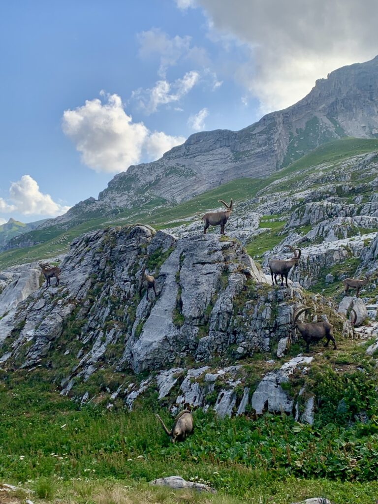 Bouquetins, refuge de Platé, Fiz, Alpes, France