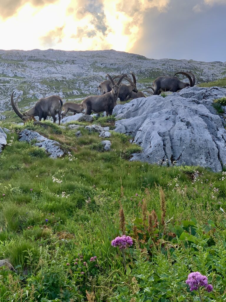 Bouquetins, Fiz, Alpes, France