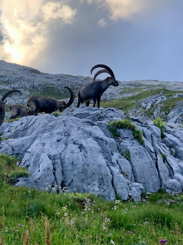Bouquetins, Fiz, Alpes, France